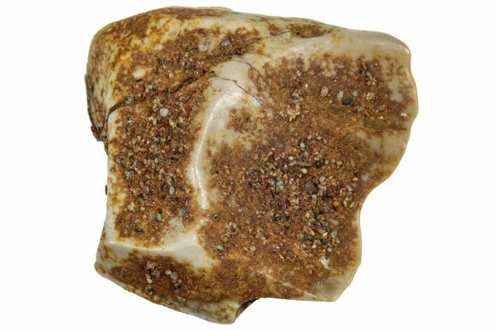 Fossil Dinosaur (Triceratops) Shed Tooth - Montana #319998